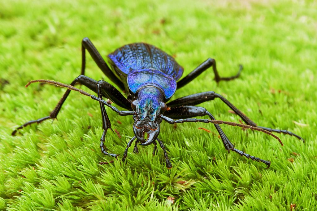 Carabus intricatus